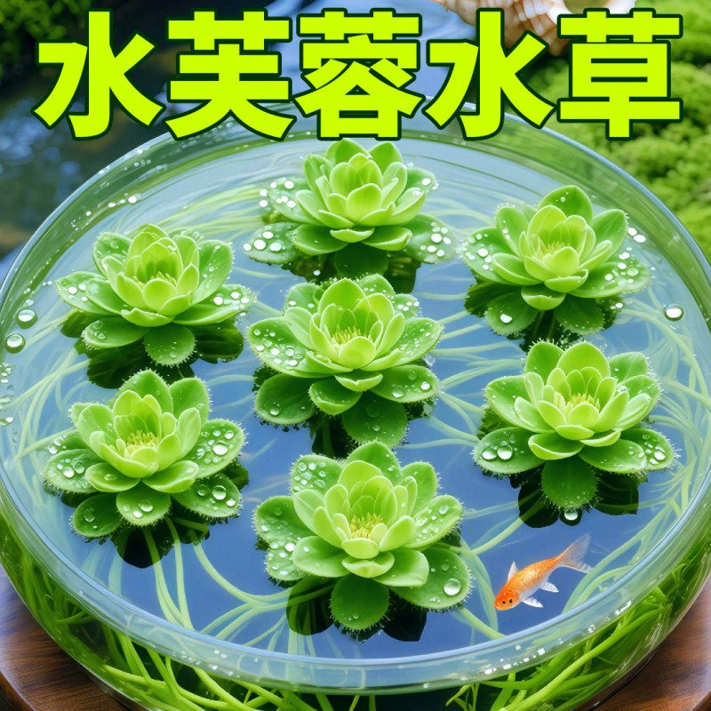 水芙蓉浮萍水草水培植物水上和鱼共养金鱼缸造景古法养鱼净化水质