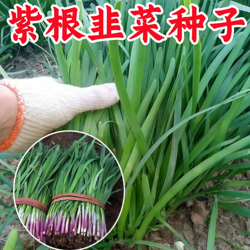 紫红根大叶韭菜种子阳台盆栽庭院播种植宽叶春夏四季蔬菜种籽大全
