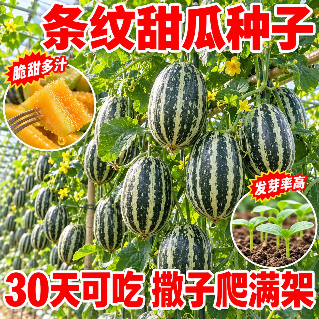 特大冰糖脆甜花皮甜瓜种子高产