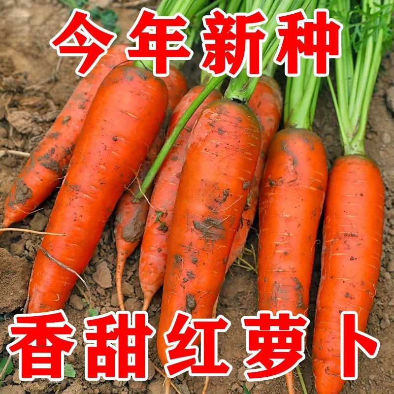 胡萝卜种子精选鲜活饱满高发芽