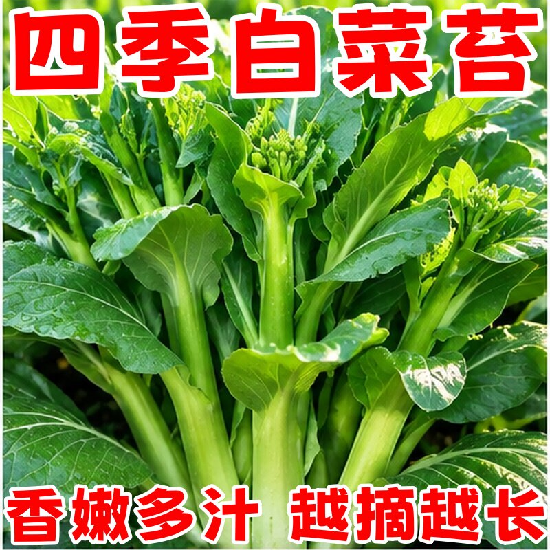 奶油白菜苔菜心种子四季速生耐寒