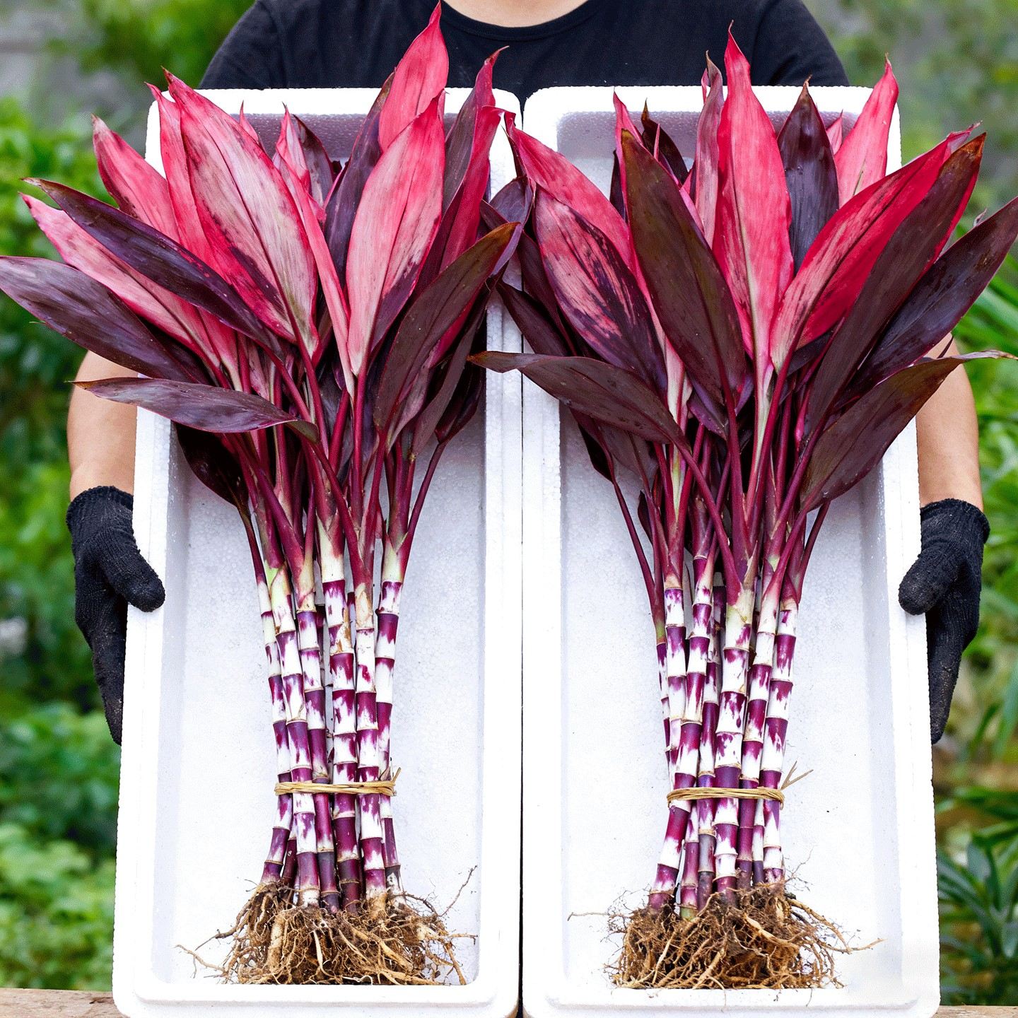 富贵竹水培植物鸿运紫竹粗杆带根水养客厅招财竹子室内绿植发财竹