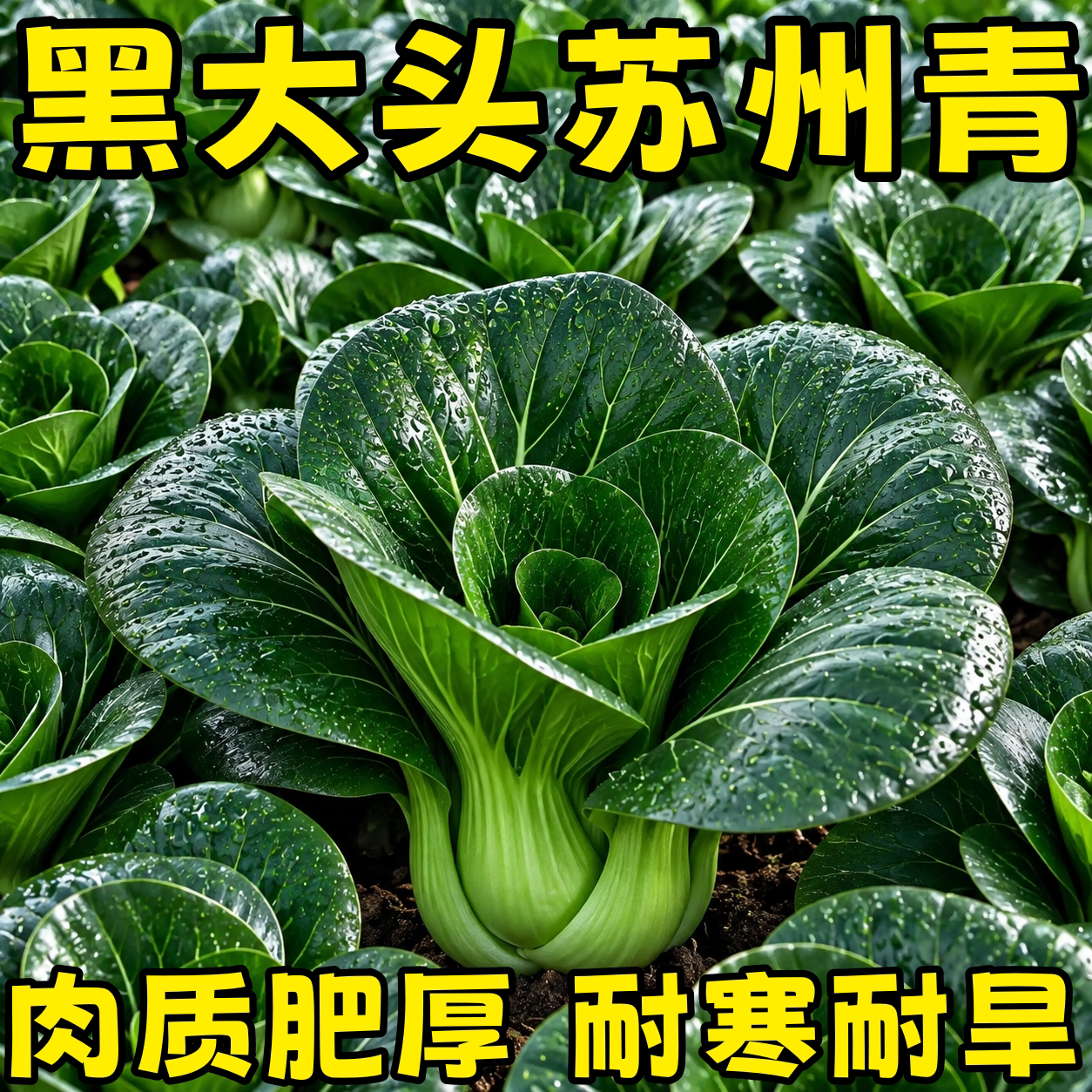 四季苏州青种子高产脆嫩阳台盆栽