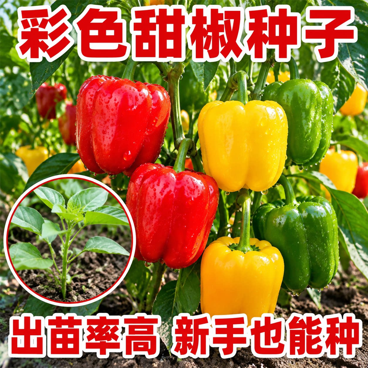 五彩甜椒苗阳台盆栽高产蔬菜