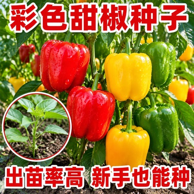 五彩甜椒苗阳台盆栽高产蔬菜