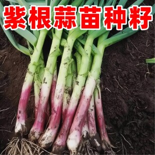 四季宽叶蒜苗种子易种阳台盆栽蔬菜耐热耐寒紫根蒜苗红根蒜苗种籽