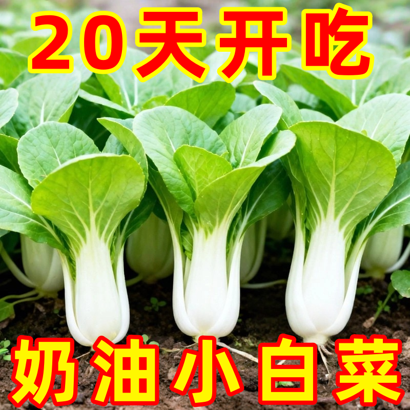 四季奶油白菜籽种大全快菜种子
