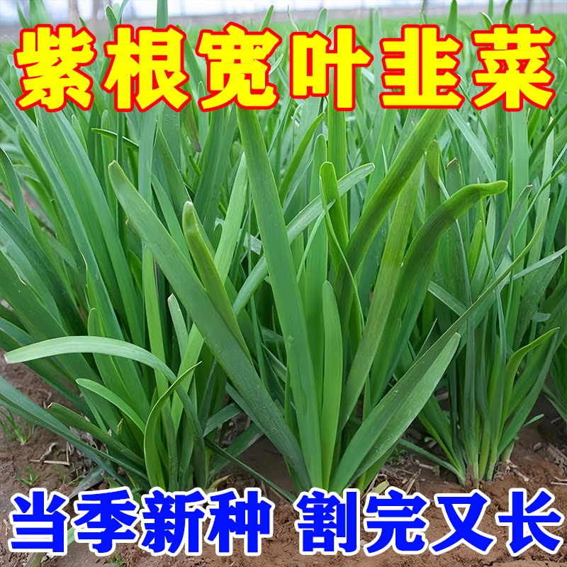 本地老品种紫根宽叶韭菜种子
