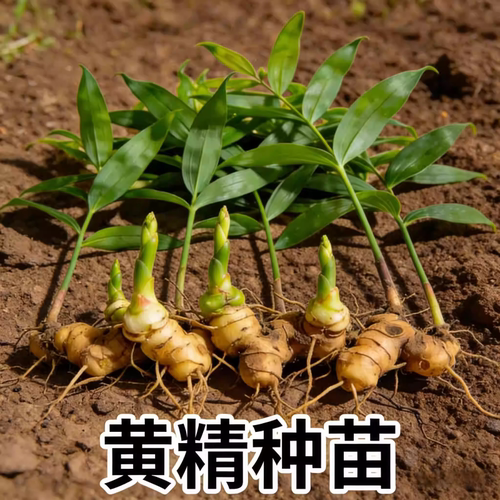 新鲜黄精多花老虎姜苗中药材