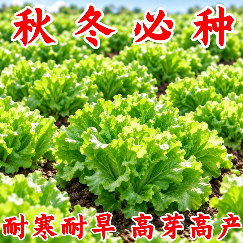 奶油生菜种子四季播甜脆高产