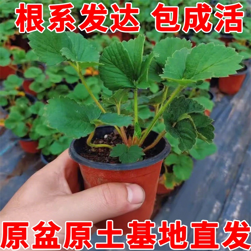 草莓苗盆栽带花带果带土种籽子红颜奶油四季结果阳台种植新苗苗秧