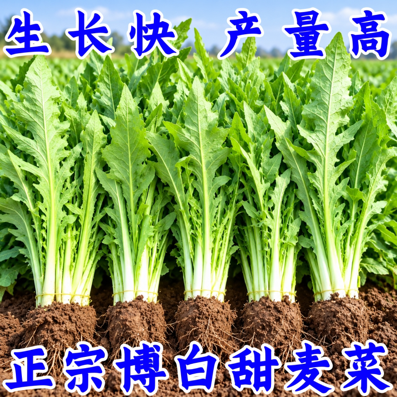 博白甜麦菜种子四季播阳台盆栽