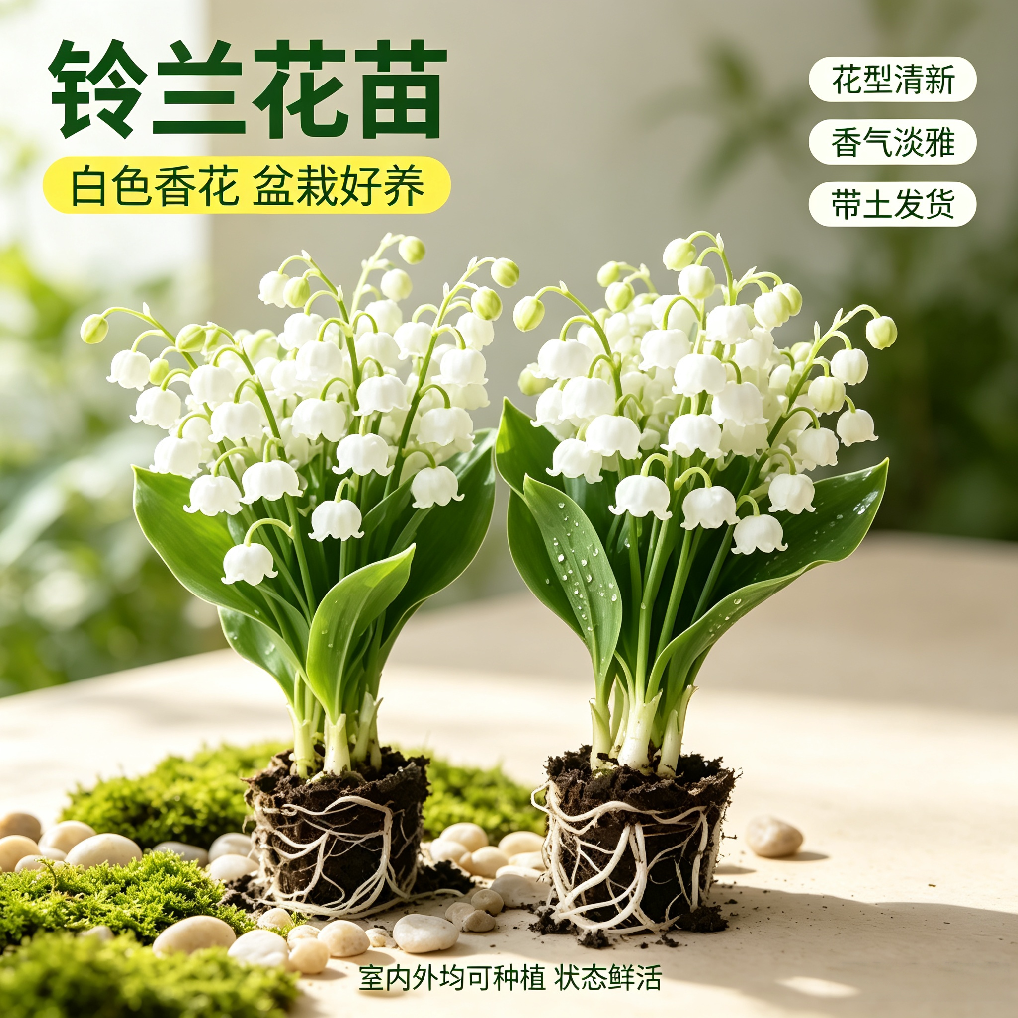 进口铃兰花苗带芽带根耐寒盆栽