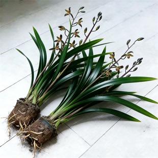 【带花苞】兰花苗精品年宵大花卉盆栽室内浓香企黑贺岁兰四季好养