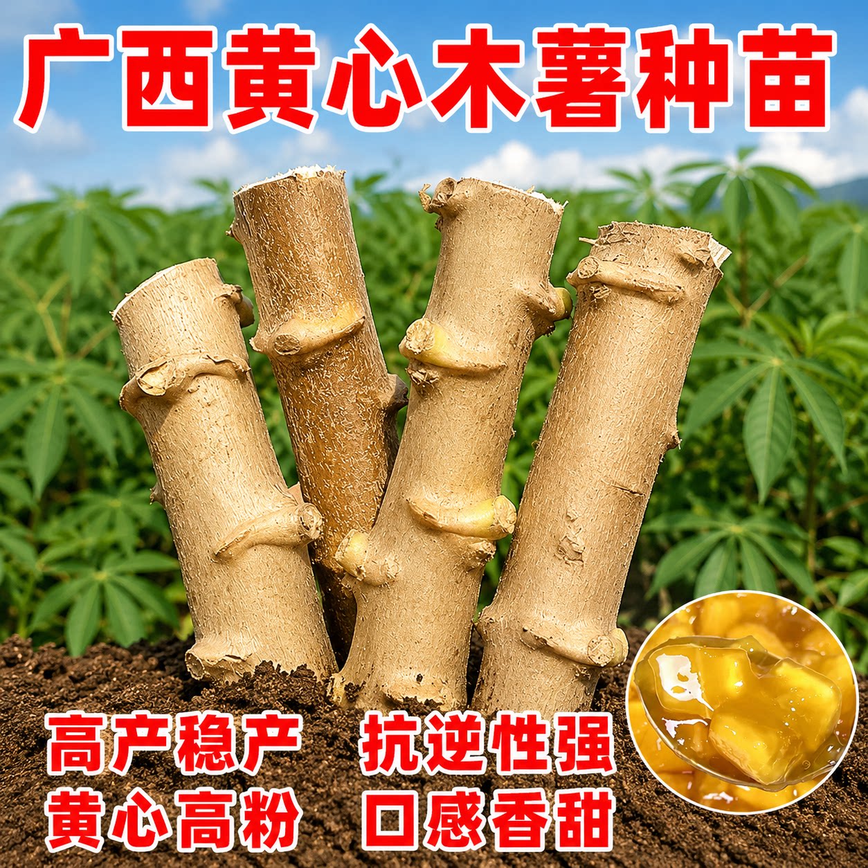 广西超糯甜黄心木薯种子