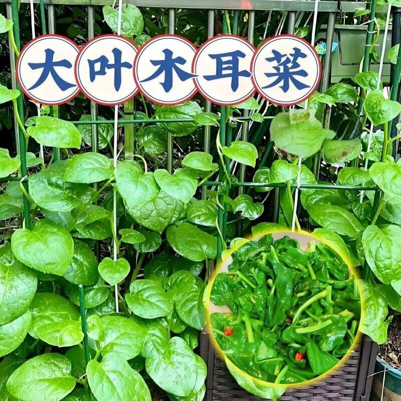 新鲜农家自种大叶木耳菜爬藤