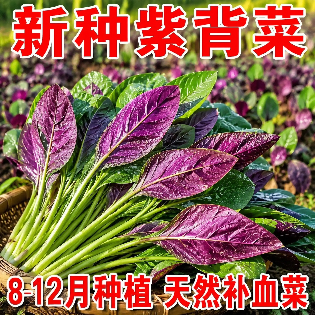 四川农家新鲜紫背菜包邮