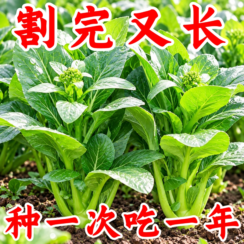 四季菜心种籽广州青菜籽盆栽