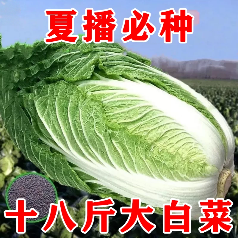 十八斤越冬储王大白菜种子高产