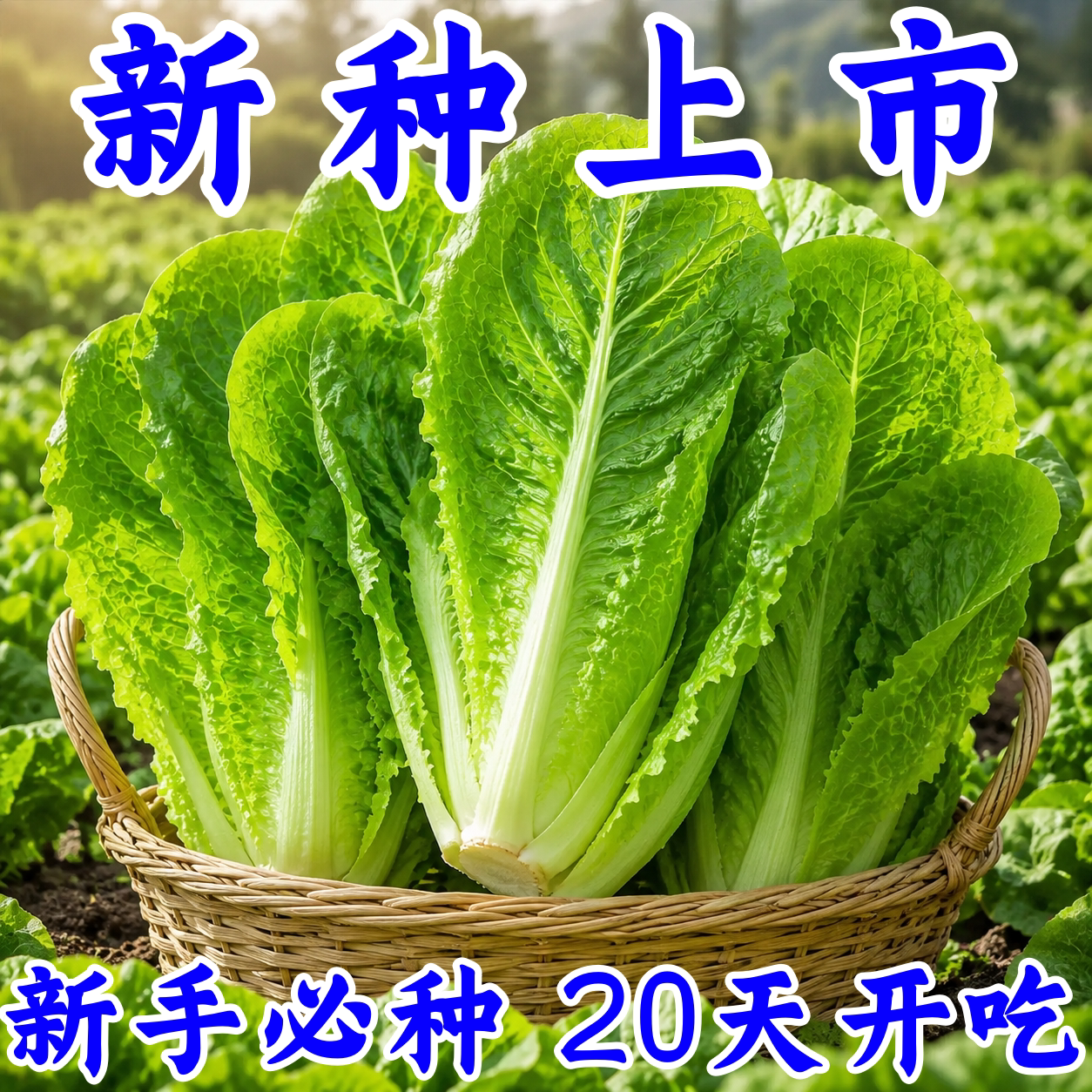 四季耐寒阳台盆栽蔬菜种子