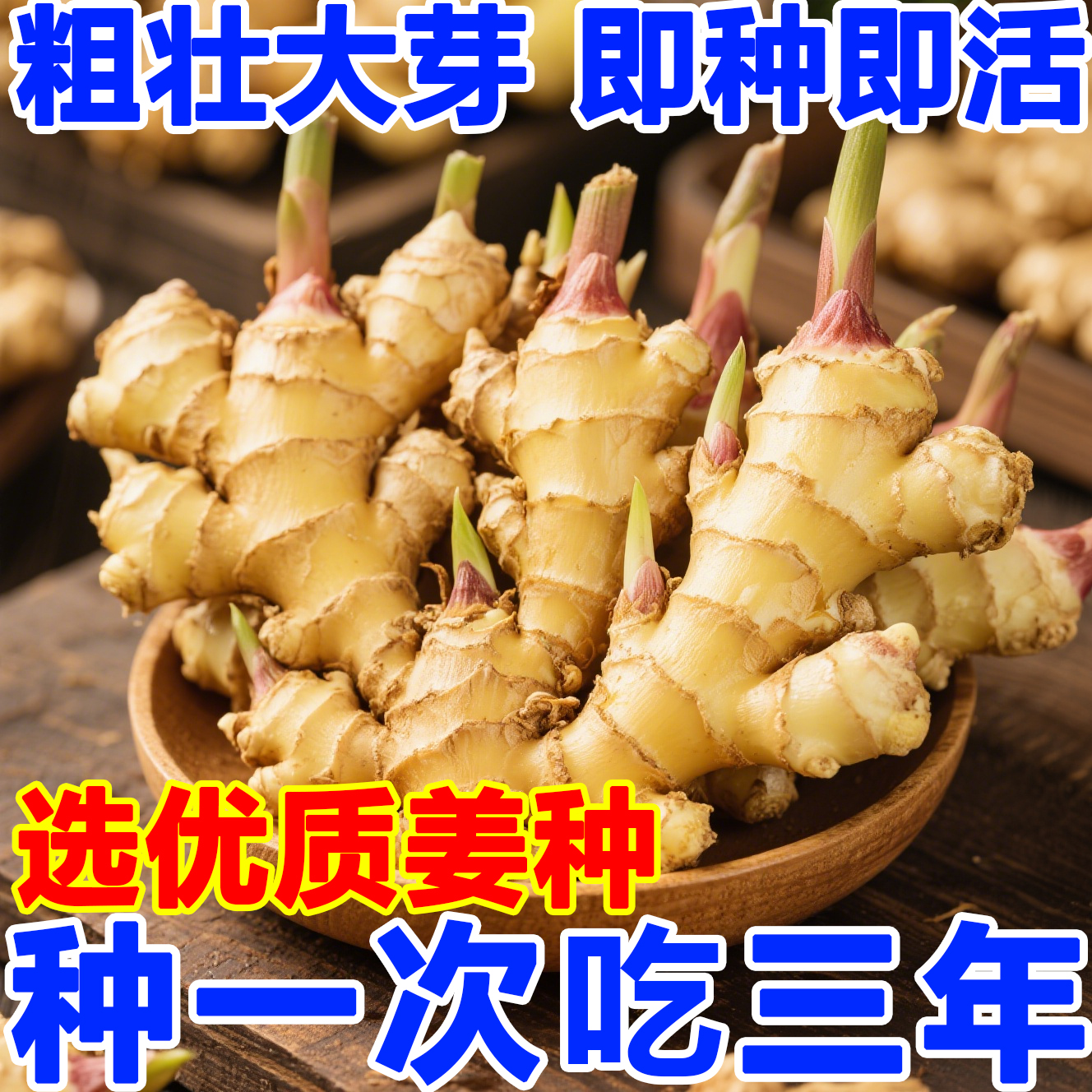 生姜种子姜种带芽山东大姜种籽生姜种植苗老姜子姜芽大肉姜种苗子