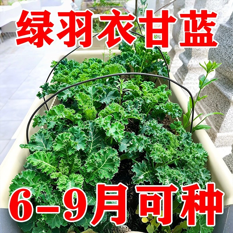 羽衣甘蓝种子四季可播易活盆栽