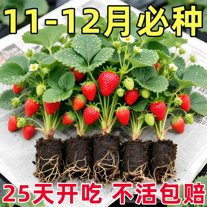 草莓苗带花带果盆栽带土丹东奶油甜宝章姬久香草莓秧苗四季种子籽,鲜花速递/花卉仿真/绿植园艺,种苗/半成品盆栽,淘宝优惠券,粉丝福利购,淘宝优惠卷