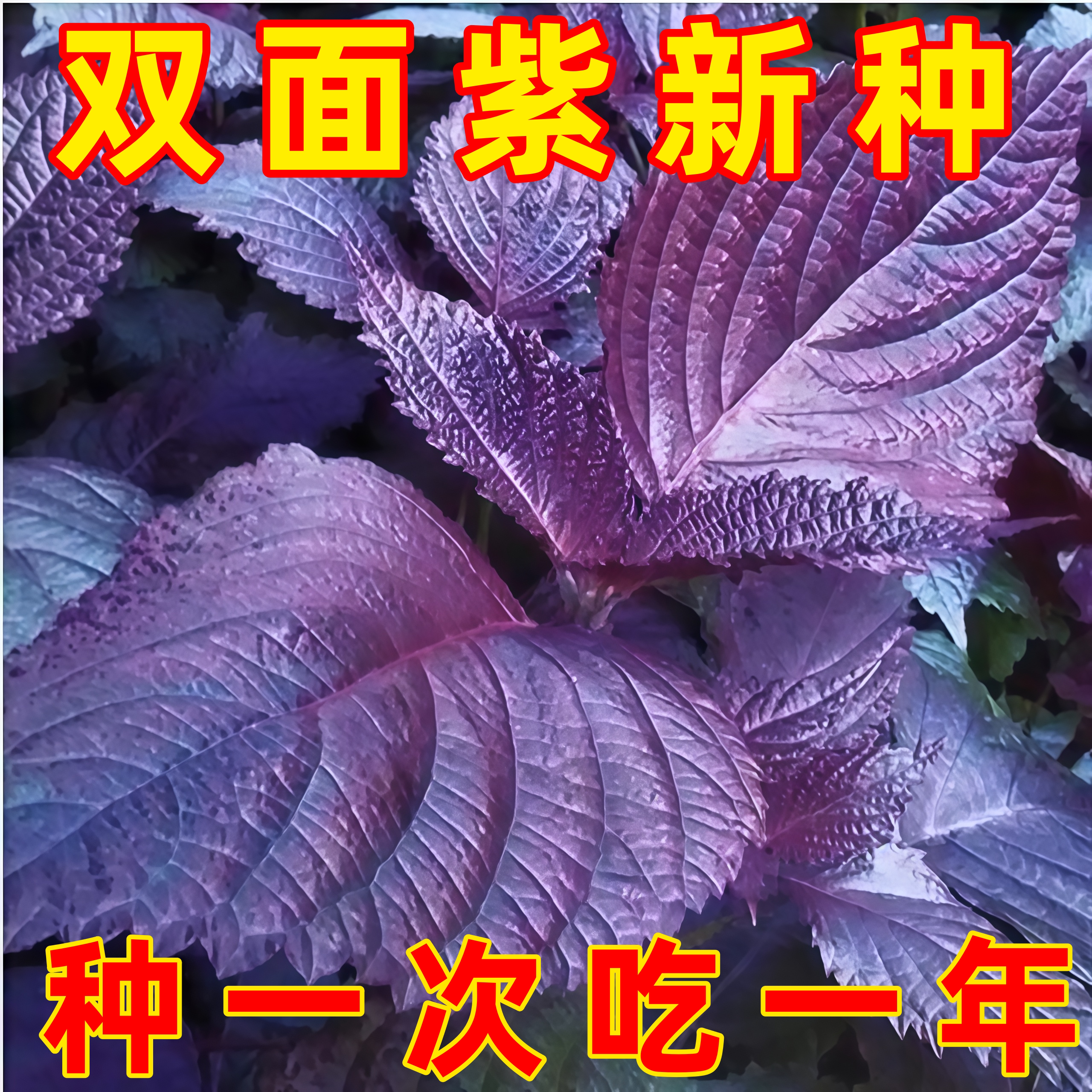 四季食用大叶双面紫苏种子