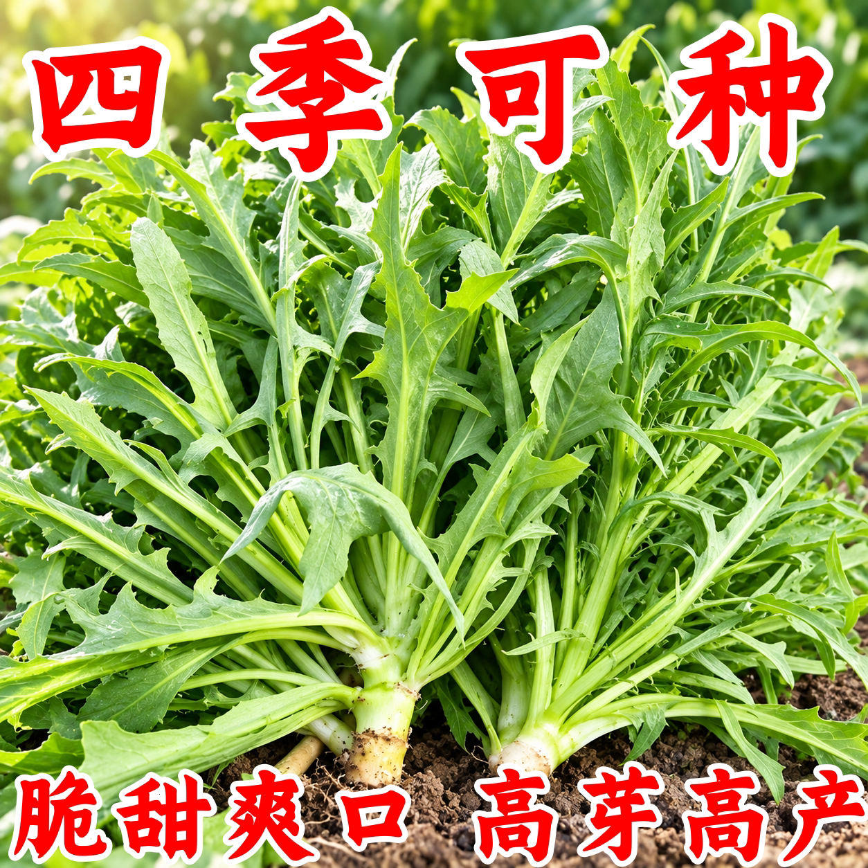 花芽甜麦菜种子阳台盆栽耐热耐寒