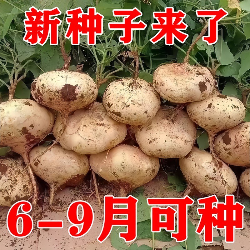 牧马山凉薯种子特大白瓤香甜早熟