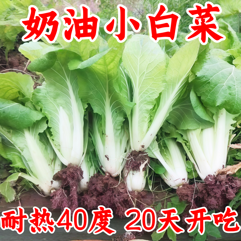 耐寒耐热速生高产小白菜种子