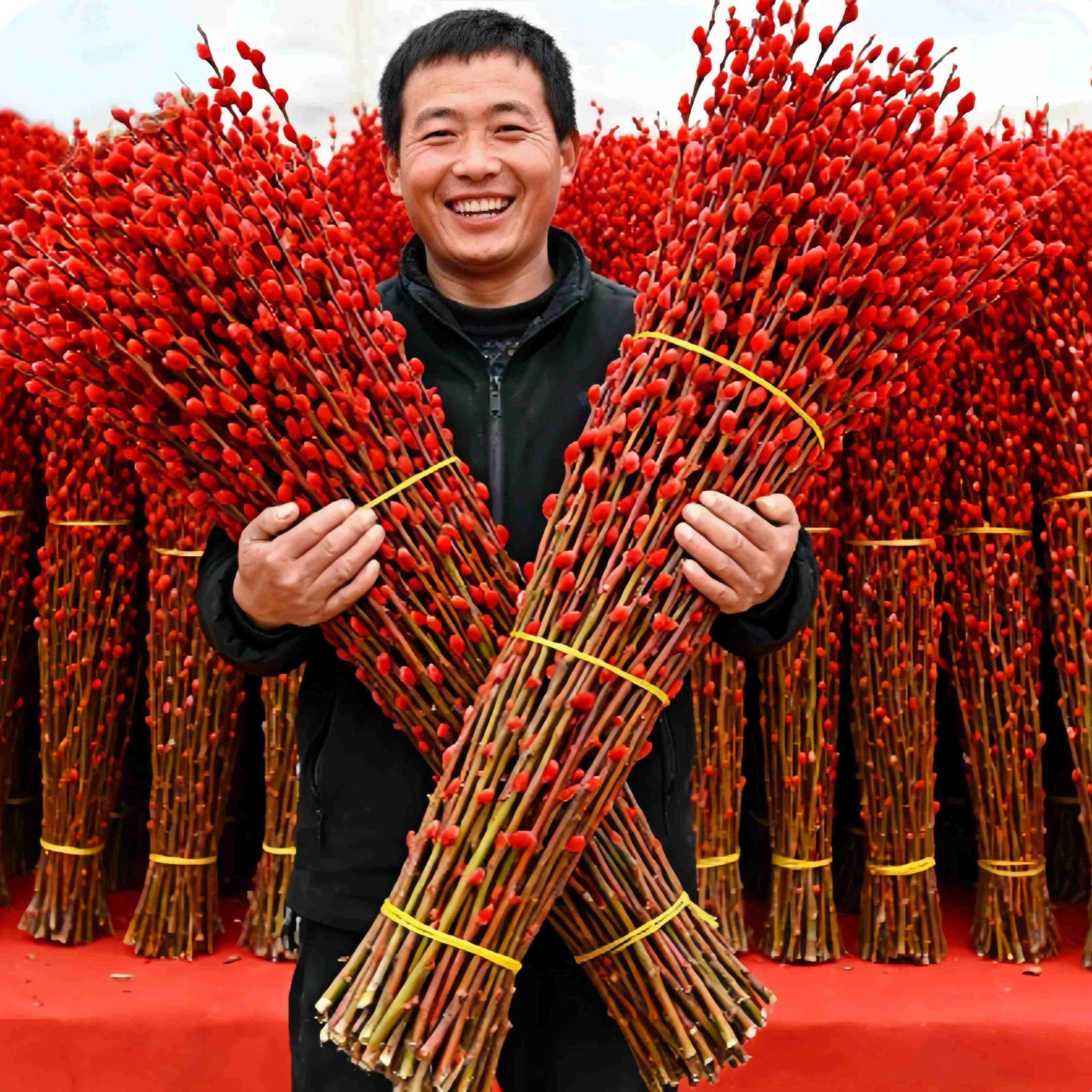 银柳真花鲜枝干花摆件室内水培绿植物新年红福桶招财年宵花卉盆栽,鲜花速递/花卉仿真/绿植园艺,红掌/凤梨/温室花卉,淘宝优惠券,粉丝福利购,淘宝优惠卷