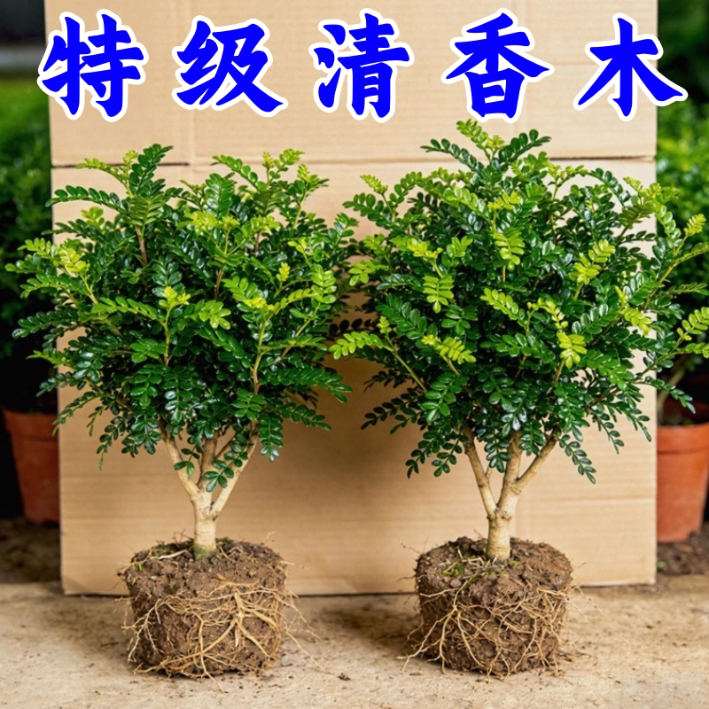 清香胡椒木九里香室内外驱蚊盆栽