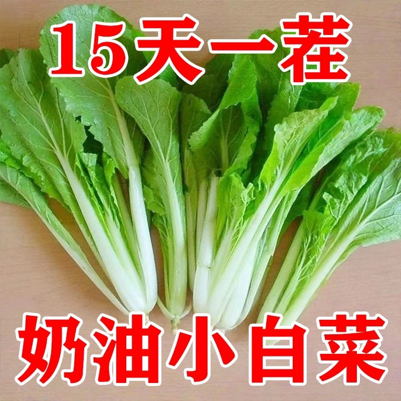 耐寒耐热速生高产小白菜种子