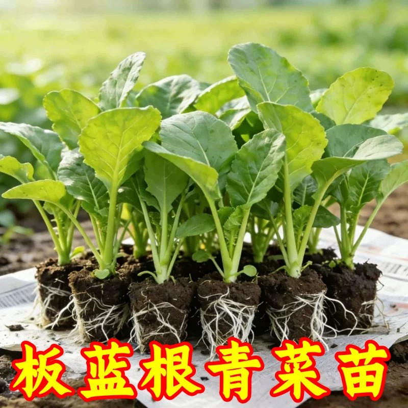 板蓝根青菜苗带泥现拔现发易活