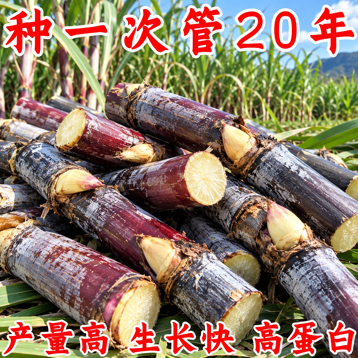 无毛甜象草3号高产耐寒皇竹草