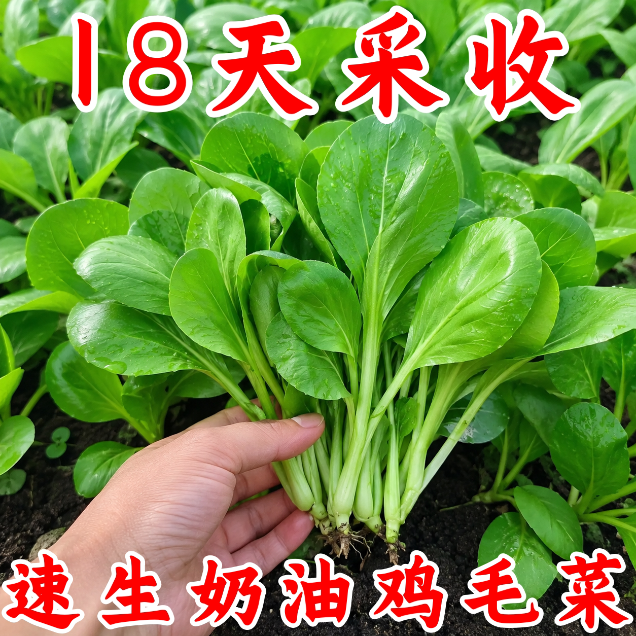 四季速生小白菜种子上海青