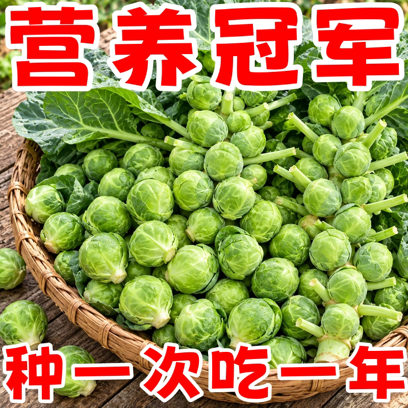 抱子甘蓝种子四季高产庭院易种