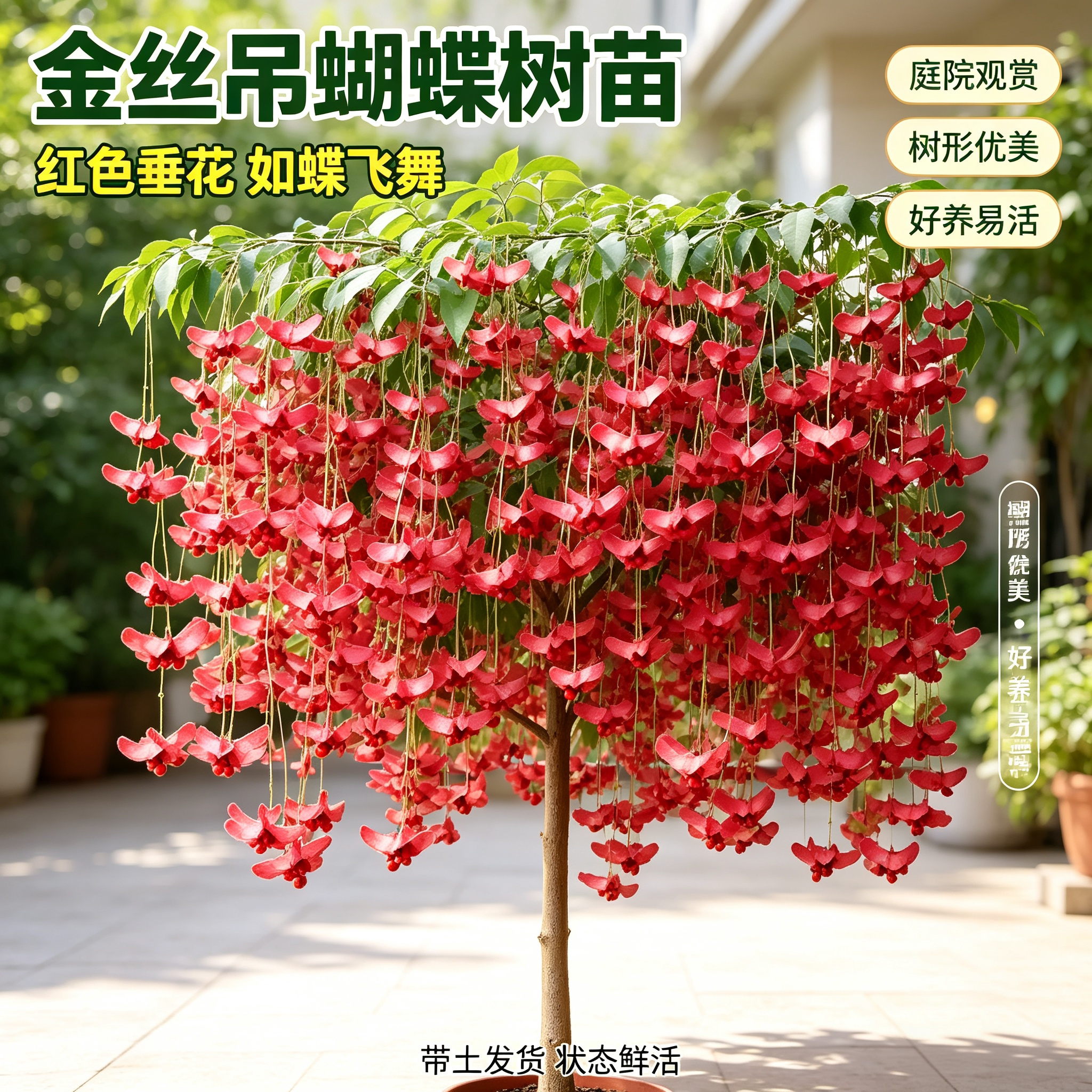 金丝吊蝴蝶树苗耐寒驱蚊阳台盆景