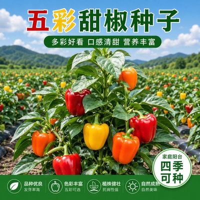 五彩甜椒种子大果高产不辣盆栽