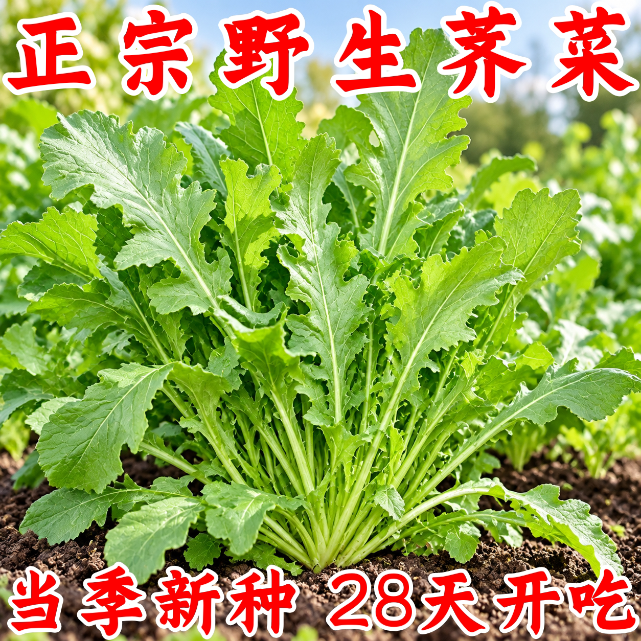野生四季大叶荠荠菜种子高产