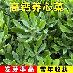 正宗养心菜种子景天三七费蔬菜种子籽四季救心菜救心草高钙菜