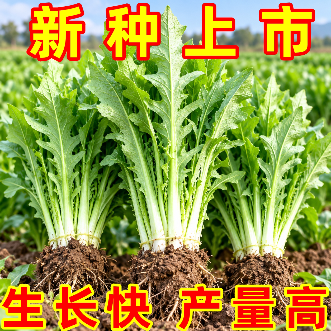 四季高产博白甜唛菜种子阳台盆栽