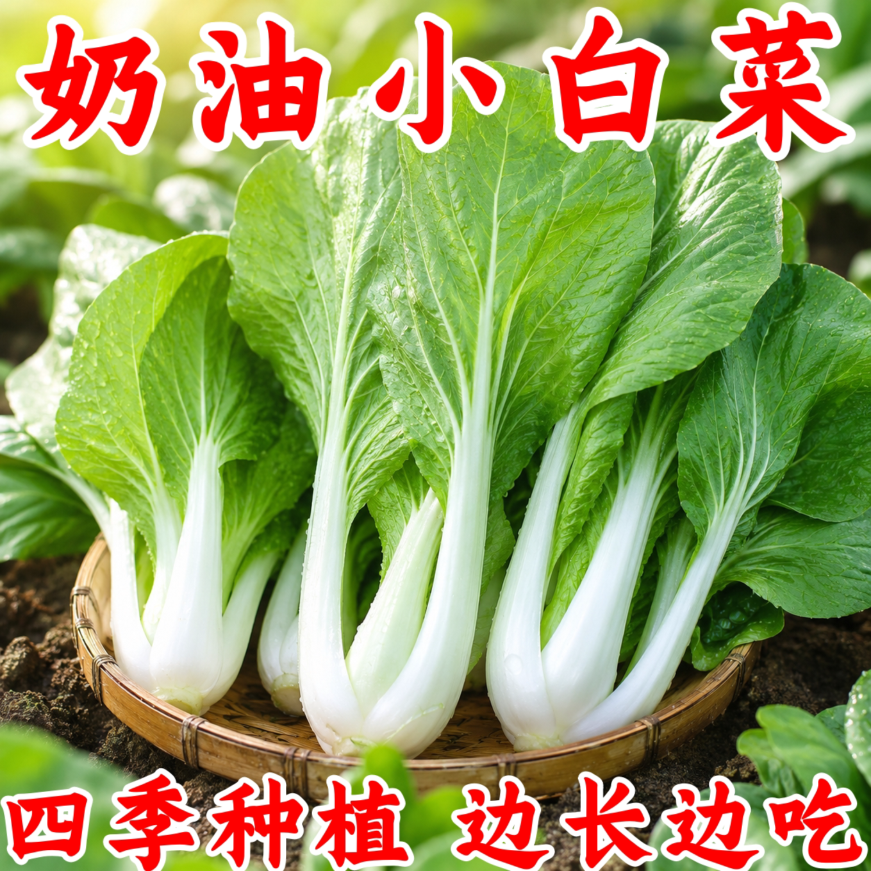 耐寒耐热速生高产小白菜种子
