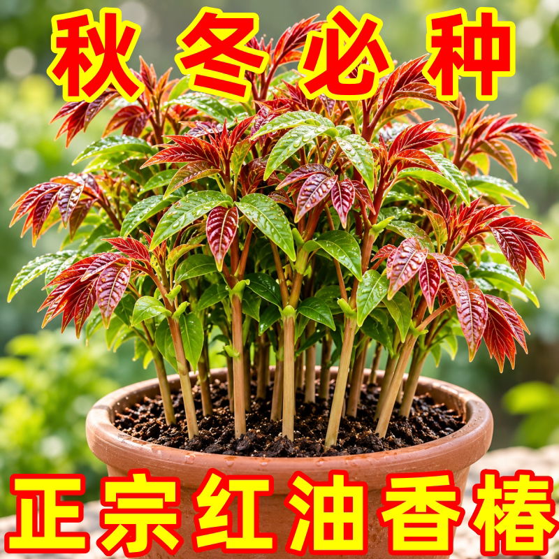 红油香椿种子四季可播阳台
