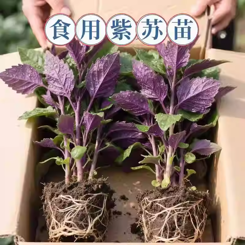 正宗新鲜可食用紫苏叶鸡冠辣椒