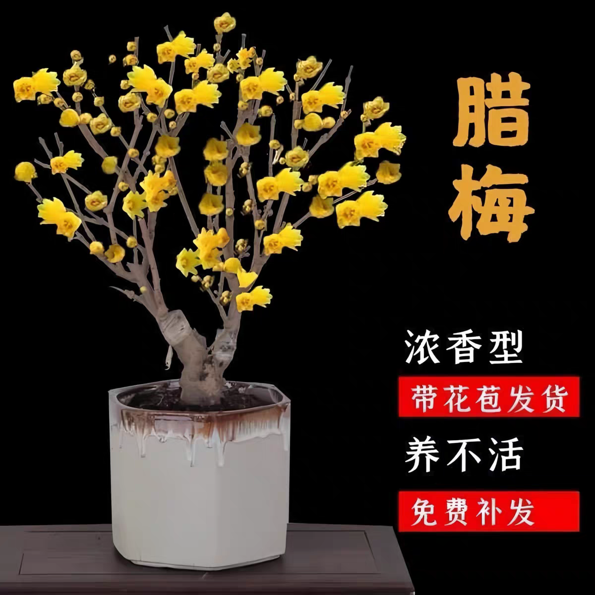 素心腊梅老桩盆栽带花苞植物阳台四季浓香型红梅冬季开花耐寒盆景