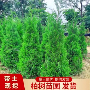 塔柏树苗柏树树苗侧柏树苗扁柏苗圆柏松龙柏树苗室外地栽四季常青