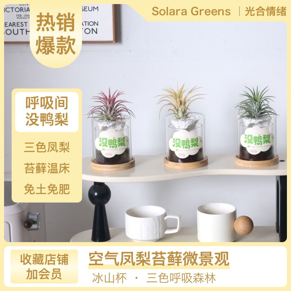 凤梨苔藓微景观易养无土盆栽室工位绿植摆件礼物diy桌面植物办公