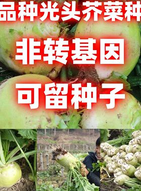 老品种光头芥菜种籽特大疙瘩辣菜盘菜咸菜大头菜种子四季蔬菜种子
